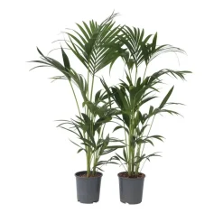 Kentiapalm - Set van 2 - Howea forsteriana - Hoogte 90-100cm - ⌀18cm