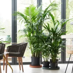 Kentiapalm - Set van 2 - Howea forsteriana - Hoogte 90-100cm - ⌀18cm