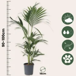 Kentiapalm - Set van 2 - Howea forsteriana - Hoogte 90-100cm - ⌀18cm