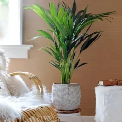 Kentiapalm - Set van 2 - Howea forsteriana - Hoogte 90-100cm - ⌀18cm