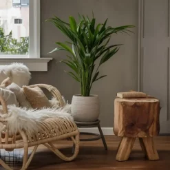 Kentiapalm - Set van 2 - Howea forsteriana - Hoogte 90-100cm - ⌀18cm