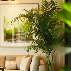 Kentiapalm - Set van 2 - Howea forsteriana - Hoogte 90-100cm - ⌀18cm