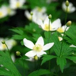 Kerstroos - Set van 3 - Helleborus niger 'Mont Blanc' - Hoogte 20-30cm - ⌀12cm