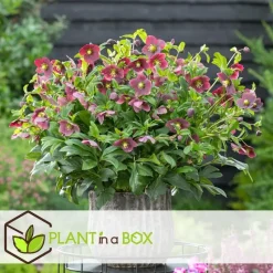 Kerstroos - Set van 3 - Helleborus orientalis - Hoogte 20-30cm - ⌀12cm