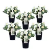 Kerstroos - Set van 6 - Helleborus niger 'Mont Blanc' - Hoogte 20-30cm - ⌀12cm