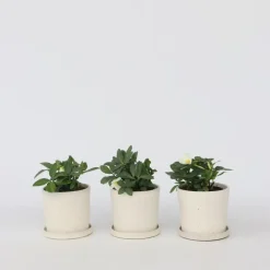 Kerstroos - Set van 6 - Helleborus niger 'Mont Blanc' - Hoogte 20-30cm - ⌀12cm