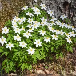 Kerstroos - Set van 6 - Helleborus niger 'Mont Blanc' - Hoogte 20-30cm - ⌀12cm