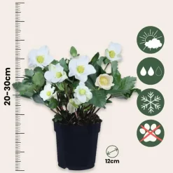 Kerstroos - Set van 6 - Helleborus niger 'Mont Blanc' - Hoogte 20-30cm - ⌀12cm