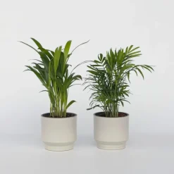 Kleine kamerpalmen - Set van 2 - Dypsis, Chamaedorea - Hoogte 25-40cm - ⌀12cm