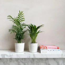 Kleine kamerpalmen - Set van 2 - Dypsis, Chamaedorea - Hoogte 25-40cm - ⌀12cm