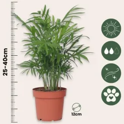 Kleine kamerpalmen - Set van 2 - Dypsis, Chamaedorea - Hoogte 25-40cm - ⌀12cm