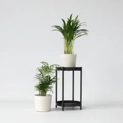 Kleine kamerpalmen - Set van 2 - Dypsis, Chamaedorea - Hoogte 25-40cm - ⌀12cm