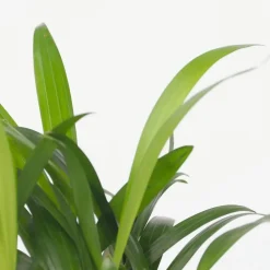 Kleine kamerpalmen - Set van 2 - Dypsis, Chamaedorea - Hoogte 25-40cm - ⌀12cm