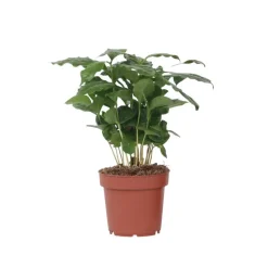 Koffieplant - Coffea arabica - Hoogte 25-40cm - ⌀12cm