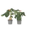 Koraalplant - Set van 2 - Jatropha podagrica - Hoogte 25-45cm - ⌀13cm