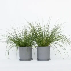 Lampenpoetersgras - Set van 2 - Pennisetum 'Hameln' - Hoogte 20-30cm - ⌀23cm