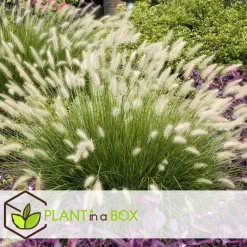 Lampenpoetersgras - Set van 2 - Pennisetum 'Hameln' - Hoogte 20-30cm - ⌀23cm