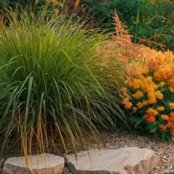 Lampenpoetersgras - Set van 2 - Pennisetum 'Hameln' - Hoogte 20-30cm - ⌀23cm