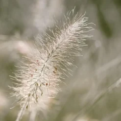 Lampenpoetersgras - Set van 2 - Pennisetum 'Hameln' - Hoogte 20-30cm - ⌀23cm