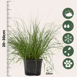Lampenpoetersgras - Set van 2 - Pennisetum 'Hameln' - Hoogte 20-30cm - ⌀23cm