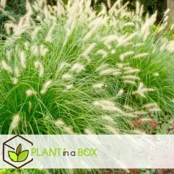 Lampenpoetersgras - Set van 2 - Pennisetum 'Hameln' - Hoogte 20-30cm - ⌀23cm