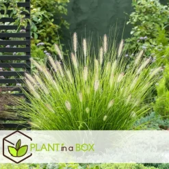 Lampenpoetersgras - Set van 2 - Pennisetum 'Hameln' - Hoogte 20-30cm - ⌀23cm