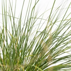 Lampenpoetersgras - Set van 2 - Pennisetum 'Hameln' - Hoogte 20-30cm - ⌀23cm