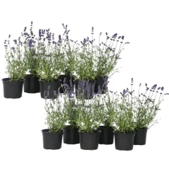 Lavendel - Set van 12 - Lavandula angustifolia - Hoogte 10-15cm - ⌀10,5cm