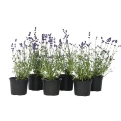Lavendel - Set van 6 - Lavandula angustifolia - Hoogte 10-15cm - ⌀10,5cm