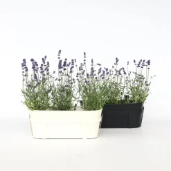 Lavendel - Set van 6 - Lavandula angustifolia - Hoogte 10-15cm - ⌀10,5cm