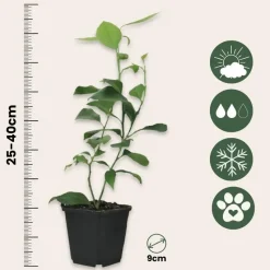Limoenboom - Set van 3 - Citrus aurantifolia - Hoogte 25-40cm - ⌀9cm