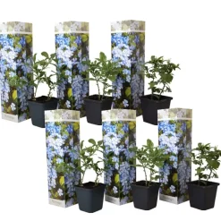 Mannentrouw - Set van 6 - Plumbago auriculata - Hoogte 25-40cm - ⌀9cm
