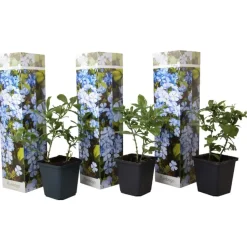 Mannentrouw - Set van 3 - Plumbago auriculata - Hoogte 25-40cm - ⌀9cm