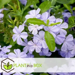 Mannentrouw - Set van 3 - Plumbago auriculata - Hoogte 25-40cm - ⌀9cm