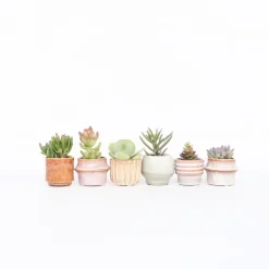 Mini-vetplanten - Set van 60 - Succulentenmix - Hoogte 5-10cm - ⌀5,5cm