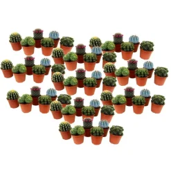 Mix cactus - Set van 60 - Cactus - Hoogte 5-10cm - ⌀5,5cm