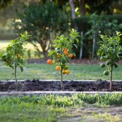 Mix fruitbomen - Set van 3 - Citrus limon - Hoogte 25-40cm - ⌀9cm