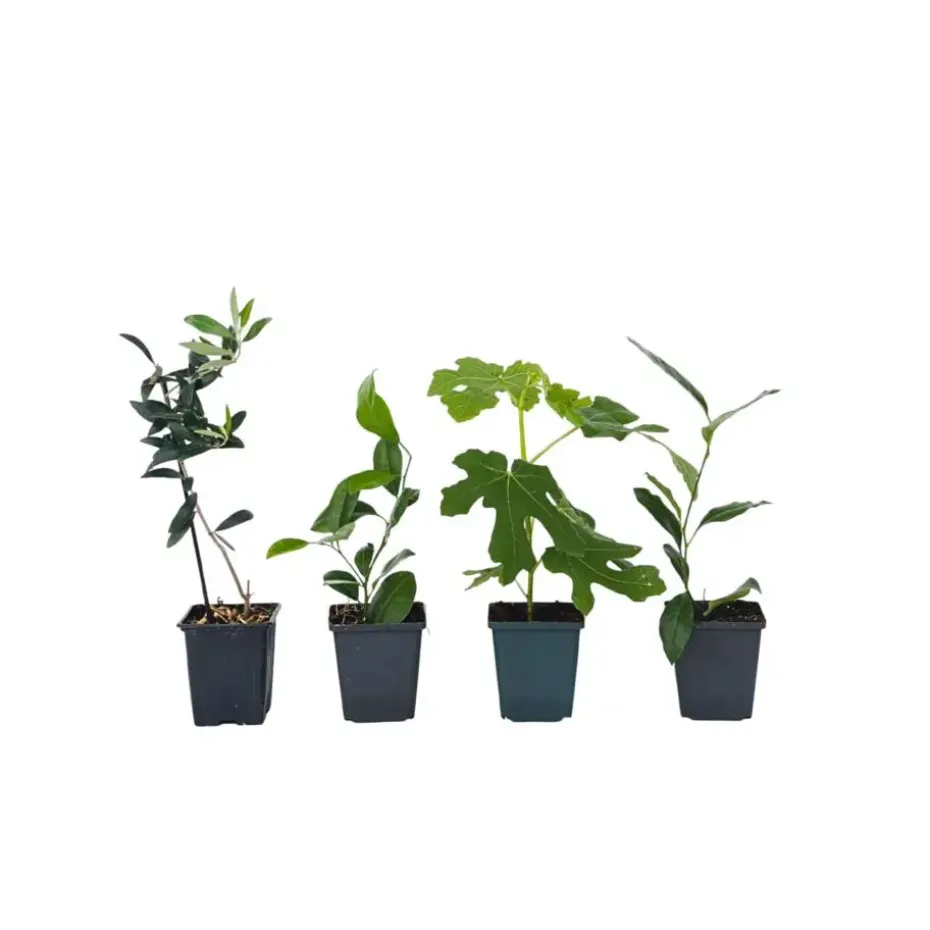 Mix fruitbomen - Set van 4 - Hoogte 25-40cm - ⌀9cm