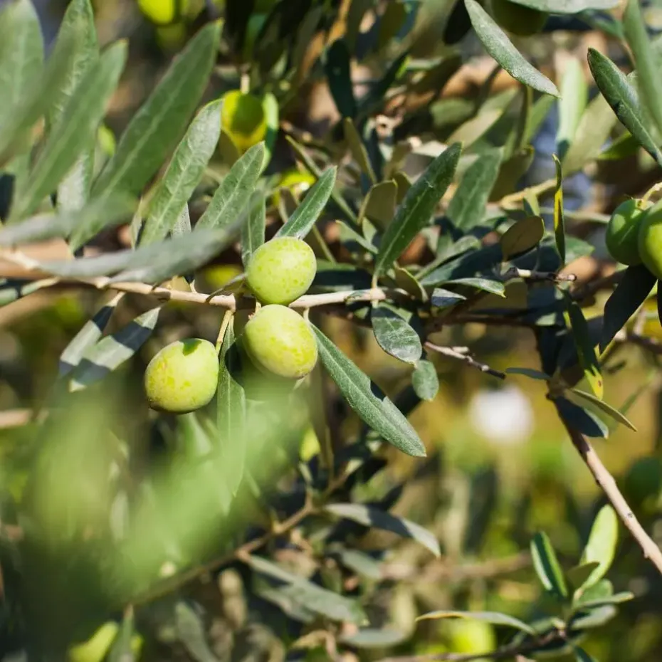 Mix fruitbomen - Set van 4 - Hoogte 25-40cm - ⌀9cm