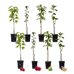 Mix fruitzuilen - Set van 8 - Malus, Pryus, Prunus - Hoogte 60-70cm - ⌀9cm