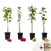 Mix fruitzuilen met plantenvoeding - Set van 4 - Hoogte 60-70cm - ⌀9cm