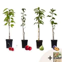 Mix fruitzuilen met plantenvoeding - Set van 4 - Hoogte 60-70cm - ⌀9cm