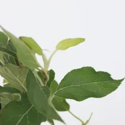 Mix fruitzuilen met plantenvoeding - Set van 4 - Hoogte 60-70cm - ⌀9cm