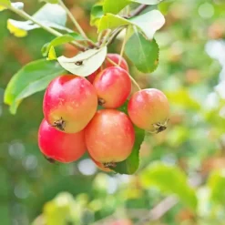 Mix fruitzuilen met plantenvoeding - Set van 4 - Hoogte 60-70cm - ⌀9cm