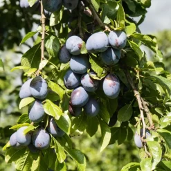 Mix fruitzuilen met plantenvoeding - Set van 4 - Hoogte 60-70cm - ⌀9cm