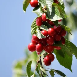 Mix fruitzuilen met plantenvoeding - Set van 4 - Hoogte 60-70cm - ⌀9cm