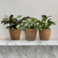 Mix van 3 kamerplanten incl. mandjes - Hoogte 25-40cm - ⌀12cm