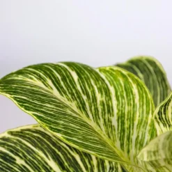 Mix van 3 kamerplanten incl. mandjes - Hoogte 25-40cm - ⌀12cm