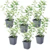Nachtschade - Set van 6 - Lycianthes rantonnetii - Hoogte 25-40cm - ⌀9cm
