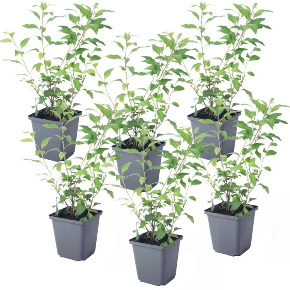 Nachtschade - Set van 6 - Lycianthes rantonnetii - Hoogte 25-40cm - ⌀9cm